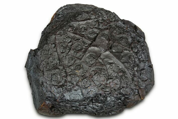 Dragon Scale Stone (Iron, Manganese, Siderite Nodule) #330285